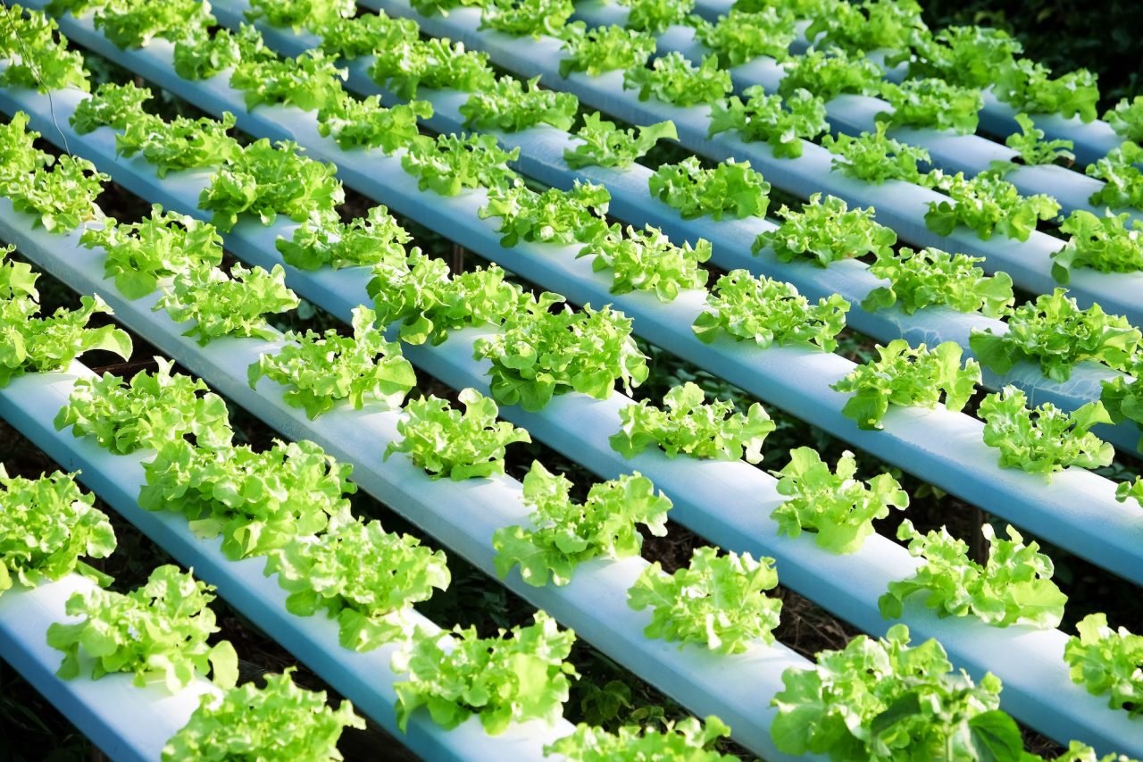 hydroponics-vegetable.jpg